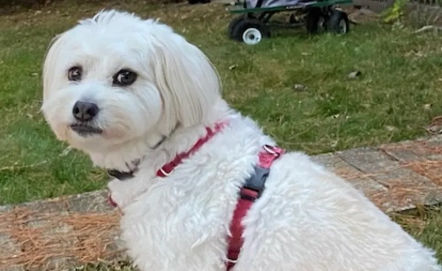 Customer submitted pet photo
